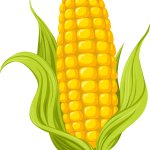 Cartoon Corn