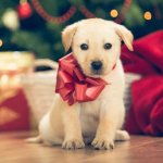 pup for christmas