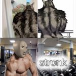 Buff "ass" cat | image tagged in meme man stronk,memes,funny,funny memes,cats,wtf | made w/ Imgflip meme maker