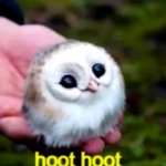 Cute owl meme