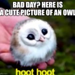 Bad day? | BAD DAY? HERE IS A CUTE PICTURE OF AN OWL | image tagged in cute owl | made w/ Imgflip meme maker