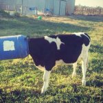 Bucket Cow template