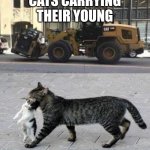 Cat | CATS CARRYING THEIR YOUNG | image tagged in cats | made w/ Imgflip meme maker