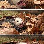 Possum in a pile of leaves