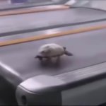 treadmill turtle meme