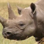 Rhino Meme Generator