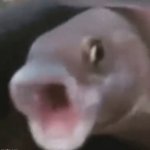 pogfish | image tagged in poggers fish | made w/ Imgflip meme maker