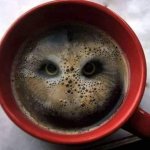 Owl Coffee meme