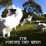 Cockie | FTW
FOREVER TWO WINGS | image tagged in cockie | made w/ Imgflip meme maker