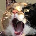 Shouting cat | HELLO ...CAN YOU HEAR ME? I WAS WONDERING IF YOU NEED SOCIAL MEDIA MARKETING HELP?... | image tagged in shouting cat | made w/ Imgflip meme maker