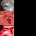 Cat angry