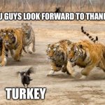 Angry Tigers Chase Bird 2: Thanksgiving Plan | WHEN YOU GUYS LOOK FORWARD TO THANKSGIVING; TURKEY | image tagged in tigers chasing,thanksgiving,turkey,holiday | made w/ Imgflip meme maker
