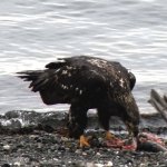 Eagle helping Salmon
