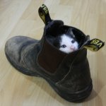 Cat in Shoe meme