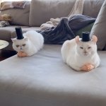 cats with hands and hats