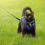 Cat Leash template