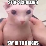 Anyone wanna bring back Bingus? Can we pls | STOP SCROLLING; SAY HI TO BINGUS | image tagged in bingus,cat,dead meme,cute,wholesome | made w/ Imgflip meme maker