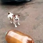 dog bottle blow