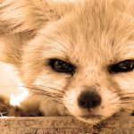 Angry fox