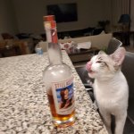 Whiskey Cat