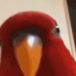 Red Birb Gumi Wue Wue Wue and Staring GIF meme
