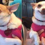 Angry Calm Chihuahua meme