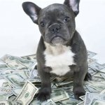 Money with Bulldog