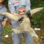 Sloth sloth