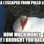 chickens be like this :3 | HOLA I ESCAPED FROM POLLO LOCO HOW MUCH MONEY IF I BROUGHT YOU BACK | image tagged in memes,angry chicken boss | made w/ Imgflip meme maker