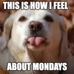 Dog Sticking Tongue Out | THIS IS HOW I FEEL; ABOUT MONDAYS | image tagged in dog sticking tongue out | made w/ Imgflip meme maker