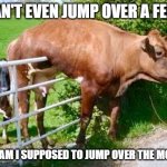 Cow can’t jump over the moon | I CAN'T EVEN JUMP OVER A FENCE; HOW AM I SUPPOSED TO JUMP OVER THE MOON?! | image tagged in cow can t jump over the moon | made w/ Imgflip meme maker