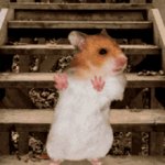 Hamster dance