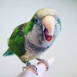 Hi Everybirdy!