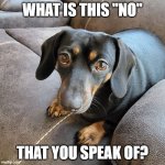 Sweet Daschund | WHAT IS THIS "NO"; THAT YOU SPEAK OF? | image tagged in sweet daschund | made w/ Imgflip meme maker