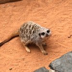 Staring meerkat