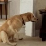 Dog dragging butt carpet GIF Template