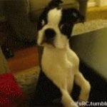 Puppy Dog Confusion GIF Template