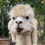 Alpaca