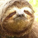 Sad sloth