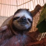 Sloth hammock meme