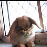 embarrassed bunny | WHEN YOUR THE ONLY PERSON WHO FORGOT TO DO THE HOMEWORK: | image tagged in embarrassed bunny | made w/ Imgflip meme maker