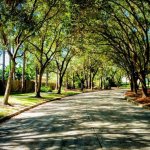 RACIST NEIGHBORHOOD TREES