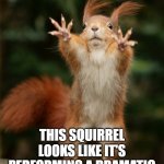 Squirrel | THIS SQUIRREL LOOKS LIKE IT'S PERFORMING A DRAMATIC SCENE FROM SHAKESPEARE | image tagged in squirrel | made w/ Imgflip meme maker