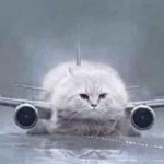 Airplane Cat template