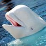 a dolphin being happy
