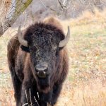 American Indian-buffalo