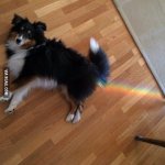 Rainbow dog fart healthy