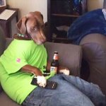 Dog Drinking Beer