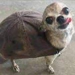 turtle doggo meme