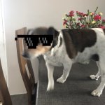 Bella being stupid | DOG LIFE; IT'S AMAZING | image tagged in bella on the table,angry bella | made w/ Imgflip meme maker